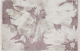 Ковер Sintelon Palermo 17LWL 1K / 332370008 (160x230) - 