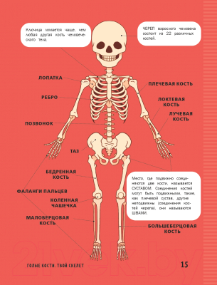 Энциклопедия Эксмо Книга о теле человека с полезными заданиями (Травина И.В.)