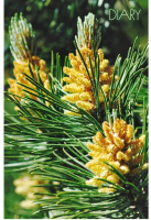 

Ежедневник Канц-Эксмо, Хвойный лес / ЕЖ20511208