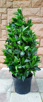 Искусственное растение ForGarden Дерево Bay Leaf Tower / FGN BF01694 - 