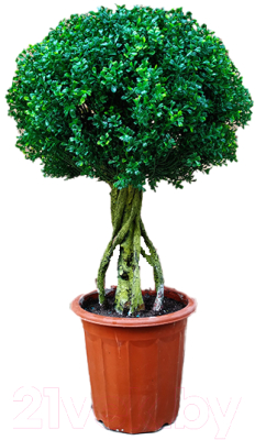Искусственное растение ForGarden Дерево Boxwood Topiary / FGN BF01705