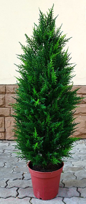 Искусственное растение ForGarden Дерево Cypress Tower / FGN BF01708