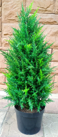 Искусственное растение ForGarden Дерево Cypress Tower / FGN BF01707 - 