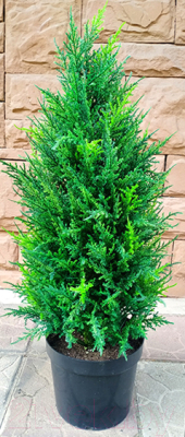 Искусственное растение ForGarden Дерево Cypress Tower / FGN BF01707