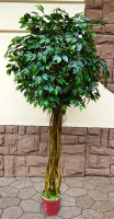 Искусственное растение ForGarden Дерево Ficus Melani / FGN BF00390 - 