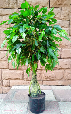 Искусственное растение ForGarden Дерево Ficus / FGN BF01691