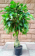 Искусственное растение ForGarden Дерево Ficus / FGN BF01691 - 