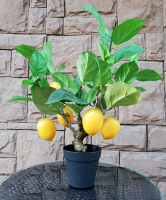 Искусственное растение ForGarden Дерево Lemon Tree / FGN BF00575 - 