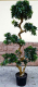 Искусственное растение ForGarden Дерево Pittisporum Bonsai / FGN BF01700 - 