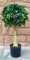 Искусственное растение ForGarden Дерево Pittisporum Topiary / FGN BF01698 - 