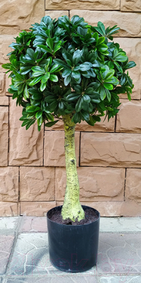 Искусственное растение ForGarden Дерево Pittisporum Topiary / FGN BF01698