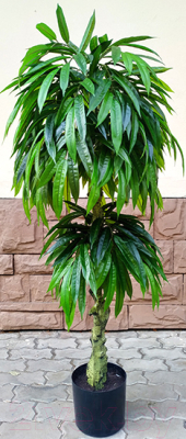 Искусственное растение ForGarden Дерево Slim Mango / FGN BF01688
