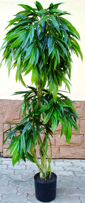 Искусственное растение ForGarden Дерево Slim Mango / FGN BF01689