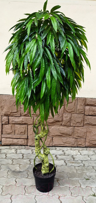Искусственное растение ForGarden Дерево Slim Mango / FGN BF01690