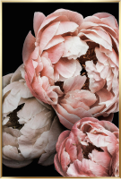 

Картина Orlix, Пионы / OB-14115