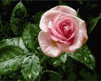 Картина по номерам PaintBoy Роза в росе / GX31725 - 
