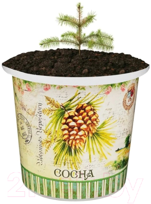 Набор для выращивания растений Rostokvisa Сосна / 35728