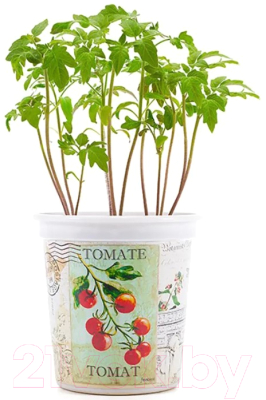 Набор для выращивания растений Rostokvisa Томат / T1492