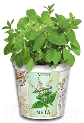 Набор для выращивания растений Rostokvisa Мята / W1487