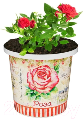 Набор для выращивания растений Rostokvisa Роза китайская / 02098