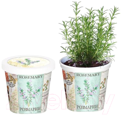 Набор для выращивания растений Rostokvisa Розмарин / q1491