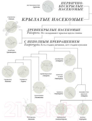 Книга МИФ Поразительные насекомые (Россел Б.)