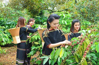 Кофе в зернах Coffee Factory Вьетнам Дамбри Фоллз (250г)