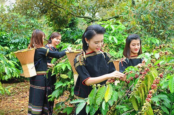 Кофе в зернах Coffee Factory Вьетнам Дамбри Фоллз