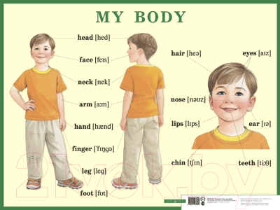 Наглядное пособие Айрис-пресс Английский язык. Строение тела человека для начальной школы