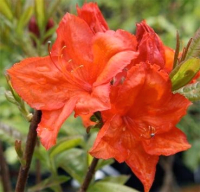 

Саженец кустарника Красный клен, Азалия крупноцветковая Feuerwerk