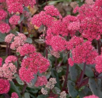 

Саженец кустарника Красный клен, Очиток видный Red Cauli