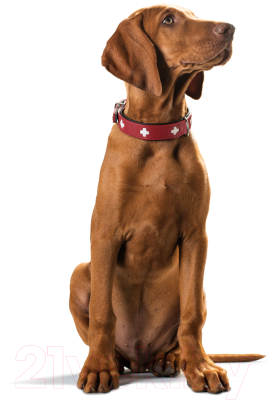 Ошейник HUNTER Collar Swiss 42048 (37/XS-S, красный/черный)