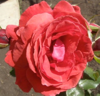 Саженец кустарника Красный клен Роза бордюрная Concerto (40-60см, красный) - 