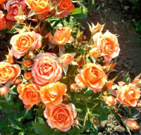 Саженец кустарника Красный клен Роза бордюрная Orange Special (50-70см, оранжевый) - 