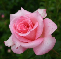 Саженец кустарника Красный клен Роза бордюрная Sylvia (40-60см, розовый) - 