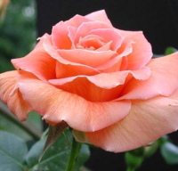 Саженец кустарника Красный клен Роза чайно-гибридная Betina (70-100см, лососево-оранжевый) - 