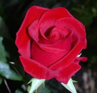 

Саженец кустарника Красный клен, Роза чайно-гибридная Chrysler Imperial