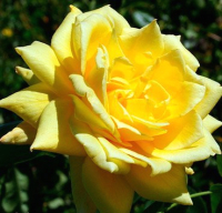 Саженец кустарника Красный клен Роза чайно-гибридная King's Ransom (70-100см, желтый) - 