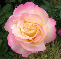 Саженец кустарника Красный клен Роза чайно-гибридная Peace (70-100см, желтая с розовым ободком) - 
