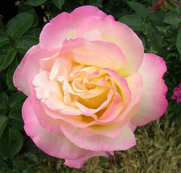 Саженец кустарника Красный клен Роза чайно-гибридная Peace (70-100см, желтая с розовым ободком)