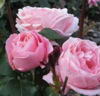 Саженец кустарника Красный клен Роза чайно-гибридная Queen of England (70-100см, ярко-розовый) - 