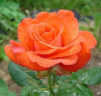Саженец кустарника Красный клен Роза чайно-гибридная Rotary (80-110см, оранжевый) - 