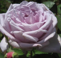 Саженец кустарника Красный клен Роза чайно-гибридная Dr. Blue (70-100см, лилово-голубой) - 