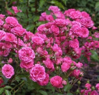 Саженец кустарника Красный клен Роза Парковая Elmshorn (150-200см, розовый) - 