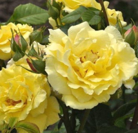 Саженец цветка Красный клен Роза Парковая Warlitz (150-200см, желтый) - 