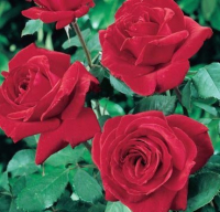 Саженец кустарника Красный клен Роза Плетистая Ena Harkness (200-400см, темно-красный) - 