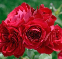 Саженец цветка Красный клен Роза Плетистая Glory (200-400см, красный) - 