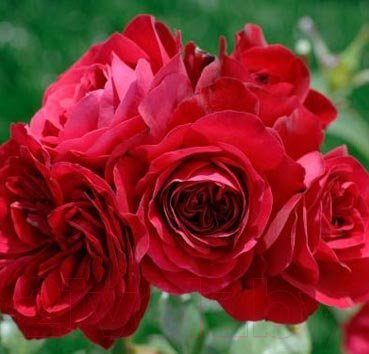 Саженец цветка Красный клен Роза Плетистая Glory (200-400см, красный)