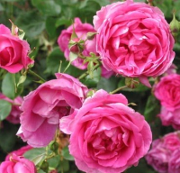 Саженец кустарника Красный клен Роза Плетистая Pink Cloud (200-400см, розовый) - 
