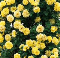 Саженец цветка Красный клен Роза Плетистая Royal Gold (200-400см, желтый) - 